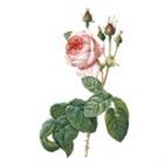 Rejuvenating Rose for fragrance by Panier des Sens