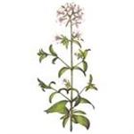 Energizing Verbena for fragrance by Panier des Sens
