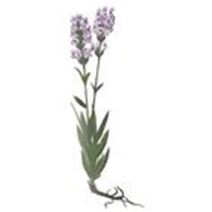 Relaxing Lavender for fragrance by Panier des Sens