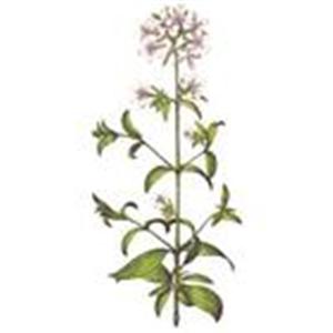 Energizing Verbena for fragrance by Panier des Sens