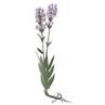 Relaxing Lavender for fragrance by Panier des Sens