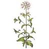 Energizing Verbena for fragrance by Panier des Sens