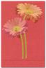 Gerbera Red daisy embroidery on Salsa linen guest towels